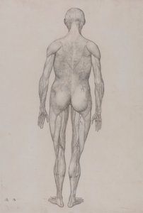 İnsan Figürü, Arkadan Görünüm (Tablo XII için Bitmiş Çizimle Neredeyse Aynı) by George Stubbs