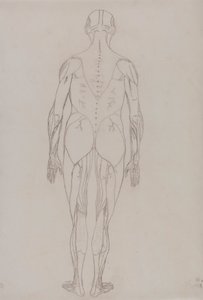 İnsan Figürü, Arkadan Görünüm (Tablo XII'deki Anahtar Şekil için Anahat Çizimi) by George Stubbs