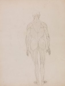 İnsan Figürü, Arkadan Görünüm (Tablo XII'deki anahtar figürün ana hatları) by George Stubbs