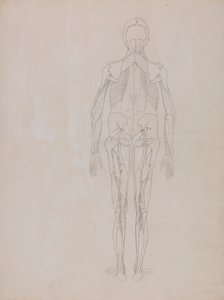 İnsan Figürü, Arkadan Görünüm (Yayınlanmamış bir levhanın ana figürü için taslak çizimi) by George Stubbs