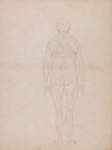 İnsan Figürü, Arkadan Görünüm by George Stubbs