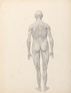 İnsan Figürü, Arkadan Görünüm, Kısmen Disseke (Tablo XII için Çalışma Bitmiş) by George Stubbs