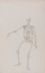 İnsan İskeleti, Önden Görünüm (Sağ Kol Uzanmış; yayınlanmamış tablo için bitmiş çalışma) by George Stubbs
