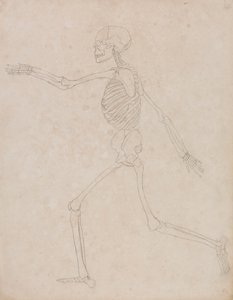 İnsan İskeleti, Yandan Görünüm (Başlangıçta Tablo III'te anahtar figür olarak kullanılmak üzere hazırlanmış ancak daha sonra terk edilmiş olabilir) by George Stubbs