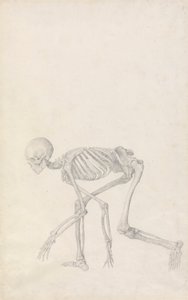İnsan İskeleti, Yandan Görünüm (Çömelmiş Duruşta; yayınlanmamış bir tablo için çalışma tamamlandı) by George Stubbs