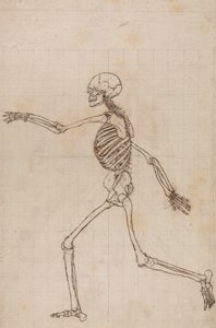 insan iskeleti, yandan bakış by George Stubbs