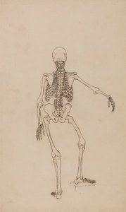 insan iskeleti, arka bakış by George Stubbs
