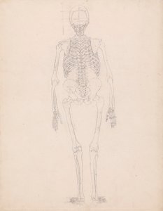 insan iskeleti, arka bakış by George Stubbs