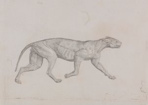 Leopar Gövde, Yandan Görünüm by George Stubbs