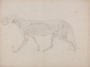 Bir Kaplan Çalışması, Yandan Görünüm, İnsan Vücudunun Yapısının Kaplan ve Sıradan Bir Tavuğun Yapısıyla Karşılaştırmalı Anatomik Bir Açıklamasından, c.1795-1806 (kartuş kağıdında grafit) by George Stubbs