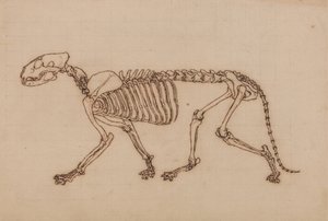İnsan Vücudunun Yapısının Bir Kaplan ve Sıradan Bir Tavuğun Yapısı ile Karşılaştırmalı Anatomik Bir Açıklamasından Kaplan Çalışması, Yandan Görünüm, 1795-1806 (ağır tebeşir grafit üzerine siyah mürekkep by George Stubbs