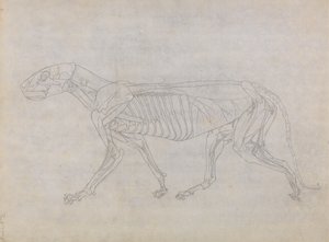 Bir Kaplanın Çalışması, Yandan Görünüm, İnsan Vücudunun Yapısının Kaplan ve Sıradan Bir Tavuğun Yapısıyla Karşılaştırmalı Bir Anatomik Açıklamasından, 1795-1806 (ince dokuma kağıt üzerinde grafit) by George Stubbs