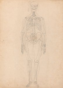 İnsan Figürü Çalışması, Önden Görünüm, İnsan Vücudunun Yapısının Bir Kaplan ve Sıradan Bir Tavuğun Yapısı ile Karşılaştırmalı Anatomik Bir Açıklamasından Tablo I