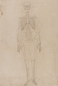 İnsan Vücudunun Yapısının Bir Kaplan ve Sıradan Bir Tavuğun Yapısıyla Karşılaştırmalı Anatomik Bir Açıklamasından İnsan Figürü, Önden Görünüm Çalışması, c.1795-1806 (grafit ve kağıt üzerine mürekkep) by George Stubbs
