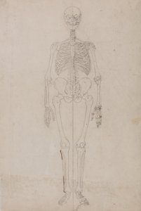 İnsan Vücudunun Yapısının Bir Kaplan ve Sıradan Bir Tavuğun Yapısıyla Karşılaştırmalı Anatomik Bir Açıklamasından İnsan Figürü, Önden Görünüm Çalışması, c.1795-1806 (grafit ve kağıt üzerine mürekkep) by George Stubbs
