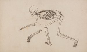 İnsan Vücudunun Yapısının Bir Kaplan ve Sıradan Bir Tavuğun Yapısıyla Karşılaştırmalı Anatomik Bir Açıklamasından İnsan Figürü, Yandan Görünüm Çalışması, 1795-1806 (wov üzerinde grafit üzerine kalem ve mürekkep by George Stubbs