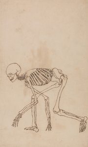 İnsan Vücudunun Yapısının Bir Kaplan ve Sıradan Bir Tavuğun Yapısıyla Karşılaştırmalı Anatomik Bir Açıklamasından İnsan Figürü, Yandan Görünüm Çalışması, 1795-1806 (wov üzerinde grafit üzerine kalem ve mürekkep by George Stubbs