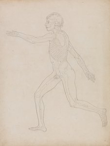 İnsan Vücudunun Yapısının Bir Kaplan ve Sıradan Bir Tavuğun Yapısıyla Karşılaştırmalı Anatomik Bir Açıklamasından İnsan Figürü Çalışması, Yandan Görünüm, 1795-1806 (ağır dokuma kağıt üzerinde grafit) by George Stubbs