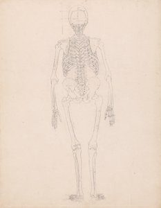 İnsan Figürü Çalışması, Arkadan Görünüm, İnsan Vücudunun Yapısının Bir Kaplan ve Sıradan Bir Tavuğun Yapısıyla Karşılaştırmalı Anatomik Bir Açıklamasından Tablo II