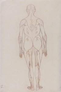 İnsan Vücudunun Yapısının Bir Kaplan ve Sıradan Bir Tavuğun Yapısıyla Karşılaştırmalı Anatomik Bir Açıklamasından İnsan Figürü Çalışması, Arkadan Görünüm, c.1795-1806 (kartuş kağıdında kırmızı tebeşir) by George Stubbs