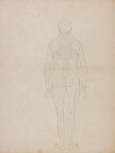İnsan Vücudunun Yapısının Bir Kaplan ve Sıradan Bir Tavuğun Yapısıyla Karşılaştırmalı Anatomik Bir Açıklamasından İnsan Figürü Çalışması, Arkadan Görünüm, c.1795-1806 (kartuş kağıdında grafit) by George Stubbs