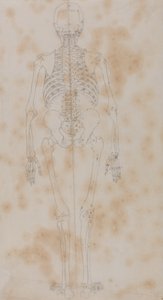 İnsan Vücudunun Yapısının Bir Kaplan ve Sıradan Bir Tavuğun Yapısıyla Karşılaştırmalı Anatomik Bir Açıklamasından İnsan Figürü Çalışması, Arkadan Görünüm, c.1795-1806 (kağıt üzerinde grafit) by George Stubbs