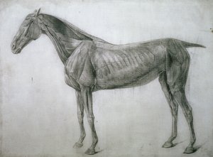 Kasların Çalışması: Yandan Görülen Ecorche Çizimi, 13. Anatomik Tablodan, At Anatomisinden, 1766 by George Stubbs