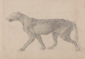 Kaplan Gövdesi, Yandan Görünüm (Başka bir kaplan örneğinin dokuz çiziminden ilki) by George Stubbs