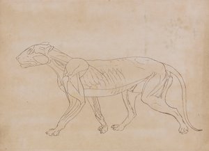 Kaplan Gövdesi, Yandan Görünüm (Önemli bir figür için taslak çizim) by George Stubbs