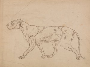 Kaplan Gövdesi, Yandan Görünüm (Yüzey kaslarının ve bunların kan akışının ana hatları, muhtemelen önemli bir figür için yapılmıştır) by George Stubbs