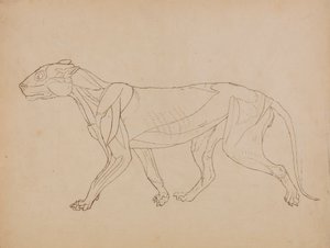 Kaplan Gövdesi, Yandan Görünüm (Muhtemelen önemli bir figürün temeli olarak yapılmıştır) by George Stubbs