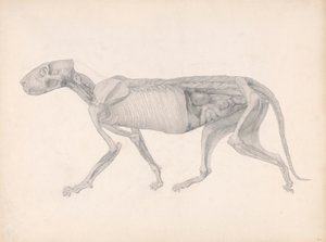 Kaplan Gövdesi, Yandan Görünüm (Yayınlanmamış bir tablo için çalışma; diseksiyonda geç bir aşamayı gösterir) by George Stubbs
