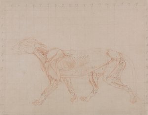 Kaplan Gövdesi, Yandan Görünüm (Diseksiyonun dördüncü aşamasının daha derin kasları gösteren çalışması) by George Stubbs