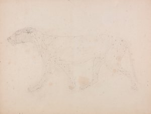 Kaplan Gövdesi, Yandan Görünüm (Tablo IX'daki anahtar figür için kasların incelenmesi) by George Stubbs
