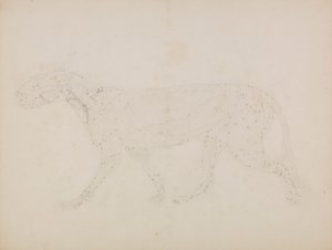 Kaplan Gövdesi, Yandan Görünüm (Tablo XIV'teki anahtar figür için hazırlanan, kasların üst katmanlarının ve bunların kan beslemesinin incelenmesi) by George Stubbs