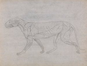 Kaplan Gövdesi, Yandan Görünüm by George Stubbs