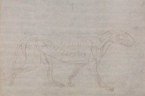 Kaplan Gövdesi, Yandan Görünüm by George Stubbs