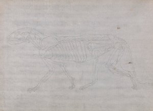 Kaplan Gövdesi, Yandan Görünüm by George Stubbs