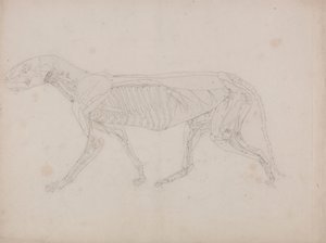 Kaplan Gövdesi, Yandan Görünüm by George Stubbs