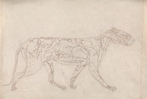 Kaplan, Yandan Görünüm (Yüzey Kan Kaynağının Anahat Çalışması, Tablo IX'daki Anahtar Figür için Hazırlanmıştır) by George Stubbs