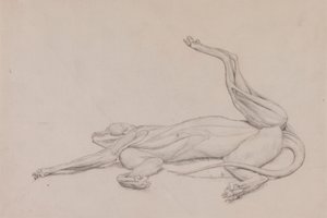 Kaplan, Yaslanmış, Karından Görüntülendi by George Stubbs