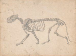 Kaplan İskeleti, Yandan Görünüm (Tablo IV için Bitmiş Çalışma) by George Stubbs