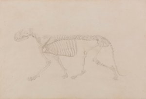 Kaplan İskeleti, Yandan Görünüm (Tablo IV için oldukça tamamlanmış çalışma) by George Stubbs