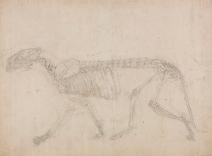Kaplan İskeleti, Yandan Görünüm (Muhtemelen iskeletin ana çalışması) by George Stubbs