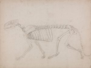 Kaplan İskeleti, Yandan Görünüm by George Stubbs