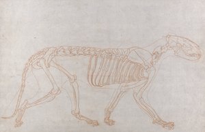 Kaplan İskeleti, Yandan Görünüm by George Stubbs