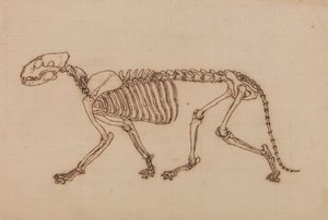 Kaplan İskeleti, Yandan Görünüm by George Stubbs