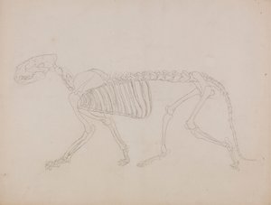 Kaplan İskeleti, Yandan Görünüm by George Stubbs