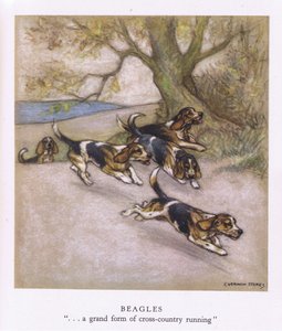 Beagles (renkli litografi) by George Vernon Stokes