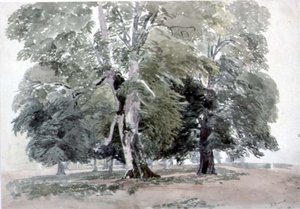 Ağaçların İncelenmesi (kağıt üzerinde wc) by George the Younger Barret